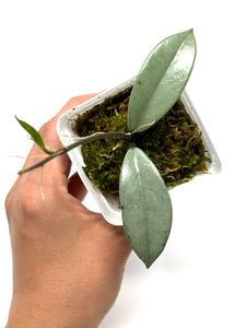 Hoya Wilbur Graves Silver B