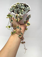 Load image into Gallery viewer, Ceropegia Woodii Variegated ‘String of Hearts’
