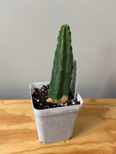 Load image into Gallery viewer, 125. Myrtillocactus Geometrizans (ships within Canada only)
