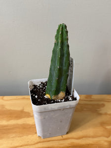 125. Myrtillocactus Geometrizans (ships within Canada only)