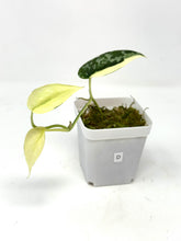 Load image into Gallery viewer, Scindapsus Mayari Variegated D