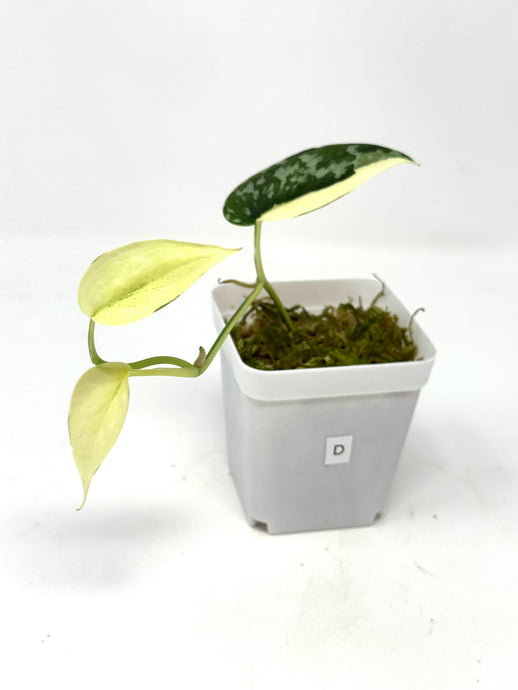 Scindapsus Mayari Variegated D
