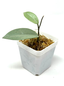 Hoya Wilbur Graves Silver A