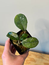 Load image into Gallery viewer, 117. Hoya Carnosa Oval Splash