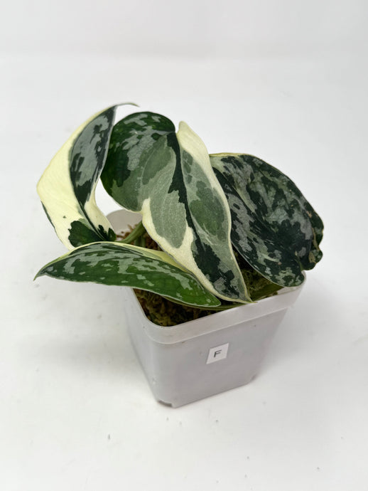 Scindapsus Mayari Variegated F