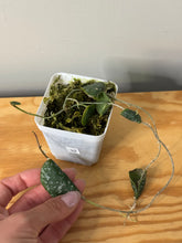 Load image into Gallery viewer, 32. Hoya Imbricata