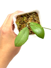 Load image into Gallery viewer, Hoya Erythrostemma Silver