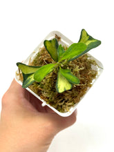 Load image into Gallery viewer, Hoya Manipurensis Variegated G
