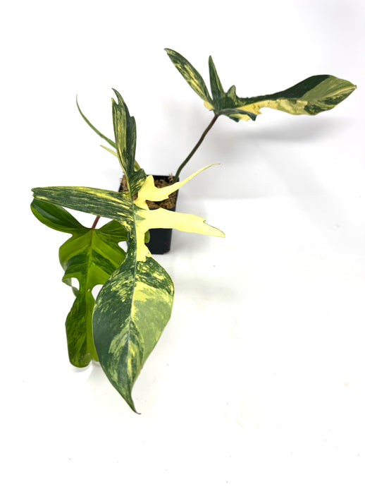 Philodendron Florida Beauty E