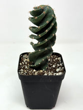 Load image into Gallery viewer, Cereus Forbesii cv. Spiralis 'Spiral Cactus' (Ships within Canada only)