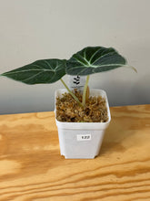Load image into Gallery viewer, 122. Alocasia Black Velvet Variegated (reverted)