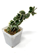 Load image into Gallery viewer, Hoya Carnosa Compacta Albo Variegated Large