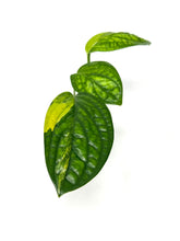 Load image into Gallery viewer, Monstera Peru Variegated