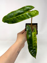 Load image into Gallery viewer, Philodendron Billietiae Variegated D