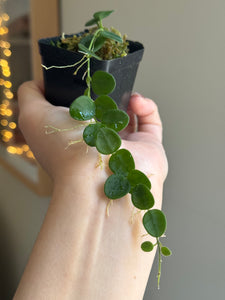 Hoya Serpens (free plant with purchase over $50)