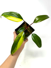 Load image into Gallery viewer, Philodendron Strawberry Shake D