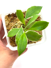 Load image into Gallery viewer, Hoya Heuschkeliana Margin Variegated