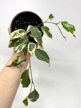 Load image into Gallery viewer, Ficus Benjamina ‘Starlight’