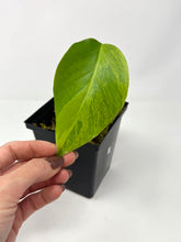 Load image into Gallery viewer, Monstera Deliciosa Aurea Variegated A