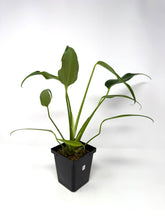 Load image into Gallery viewer, Philodendron Burle Marx Flame B