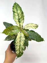 Load image into Gallery viewer, Ficus Aspera Variegated