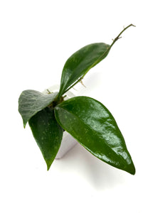 Hoya Ally (Memoria x IR26)