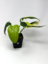 Load image into Gallery viewer, Philodendron Bipennifolium Violin Variegated H