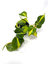 Load image into Gallery viewer, Philodendron Brazil