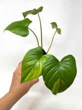 Load image into Gallery viewer, Homalomena Rubescens Variegated B