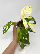 Load image into Gallery viewer, Monstera Adansonii Albo Variegated