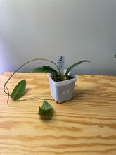 Load image into Gallery viewer, 22. Hoya Forbesii Splash