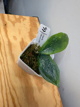 Load image into Gallery viewer, 23. Hoya Ally (Memoria x IR26)