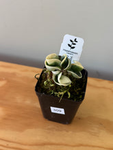 Load image into Gallery viewer, 309. Hoya Carnosa Compacta Albo Variegated