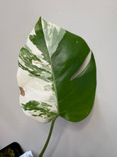 Load image into Gallery viewer, 152. Monstera Deliciosa Albo Variegated