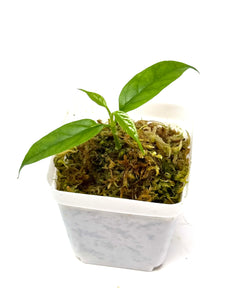 Hoya Decipulae