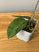 Load image into Gallery viewer, 34. Hoya Silver Dollar
