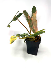 Load image into Gallery viewer, Philodendron Billietiae Variegated A