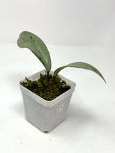 Load image into Gallery viewer, Hoya Pubicalyx Pink Silver Ghost B