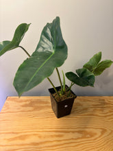 Load image into Gallery viewer, 178. Philodendron Burle Marx