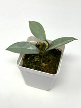 Load image into Gallery viewer, Hoya Wilbur Graves Silver D