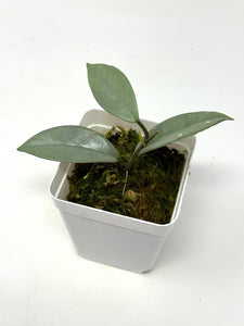 Hoya Wilbur Graves Silver D
