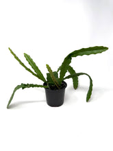 Load image into Gallery viewer, Epiphyllum ‘Red’ (Orchid Cactus)(Ships within Canada only)