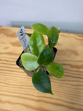 Load image into Gallery viewer, 139. Hoya Sunrise