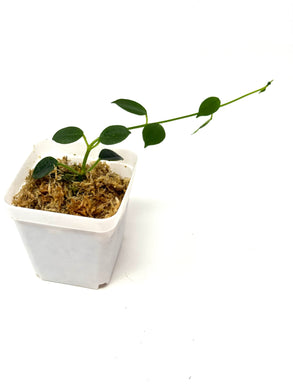 Hoya Lithophytica