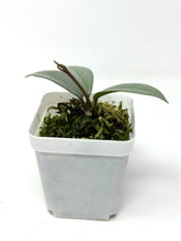 Load image into Gallery viewer, Hoya Wilbur Graves Silver B