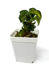 Load image into Gallery viewer, Hoya Carnosa Compacta Variegated (Mauna Loa)