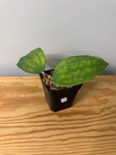 Load image into Gallery viewer, 11. Hoya Clandestina
