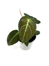 Load image into Gallery viewer, Philodendron Melanochrysum