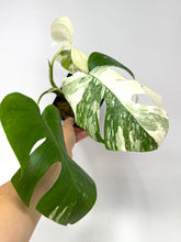 Load image into Gallery viewer, Monstera Deliciosa Albo Variegated F