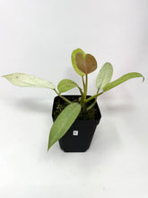 Load image into Gallery viewer, Philodendron Whipple Way E